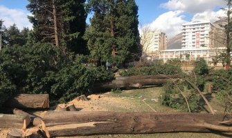 Baranka organizuje proteste u Londonu zbog čempresa