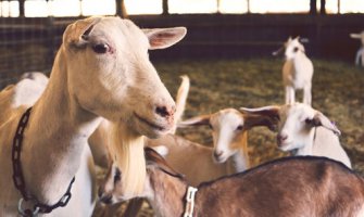 Glavni grad uspješno sprovodi akciju sprječavanja vanpijačne prodaje stoke