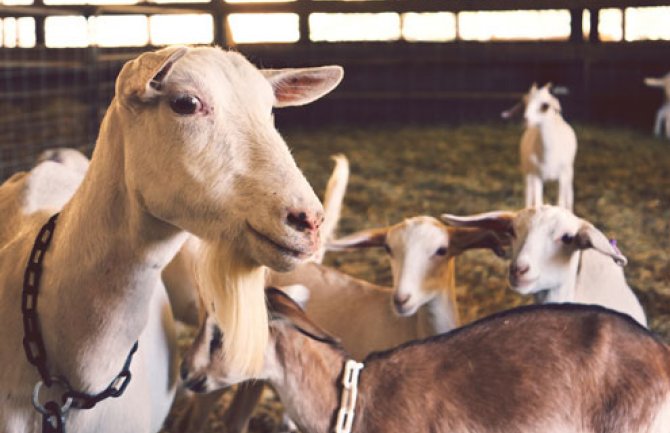 Glavni grad uspješno sprovodi akciju sprječavanja vanpijačne prodaje stoke