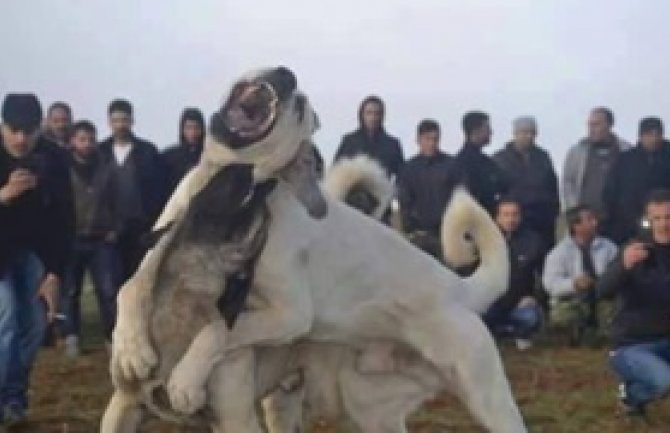 Doveli pse na krvavu borbu pa se brutalno potukli (VIDEO)