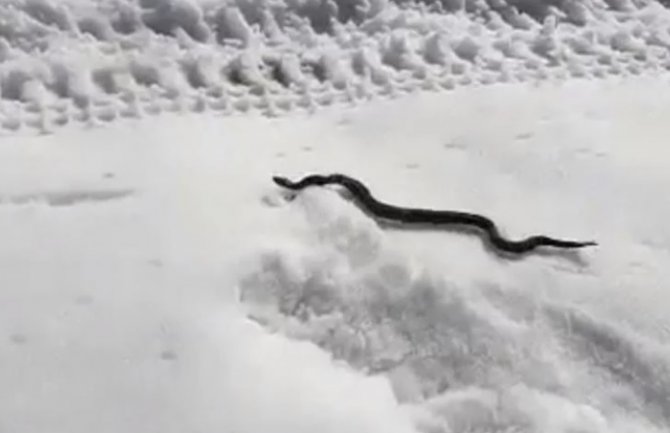 Bosna: Zmija na snijegu (VIDEO)