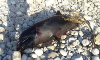 Pronašli uginulog delfina na ostrvu Sveti Nikola (VIDEO)