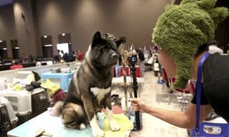 Pas koji je nestao u požarima u Kaliforniji, pojavio se posle 101 dana