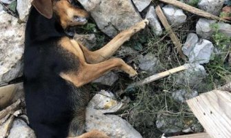 U Tivtu otrovani psi