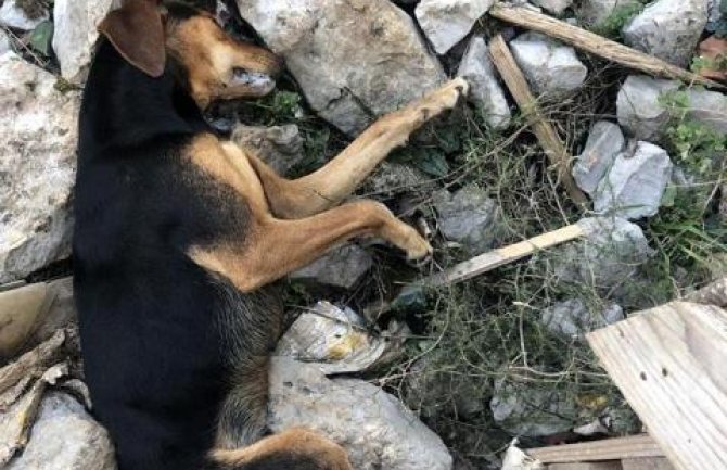 U Tivtu otrovani psi