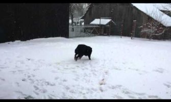 Ovom psu omiljena vrsta zabave je sankanje na plastičnom poklopcu (VIDEO)