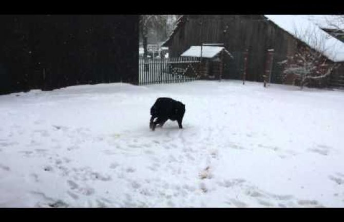 Ovom psu omiljena vrsta zabave je sankanje na plastičnom poklopcu (VIDEO)