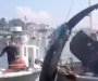 Hrvatski ribar ulovio morskog psa od osam metara (VIDEO)