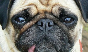 Uhapšena žena, bivšem dečku bacila psa sa sedmog sprata