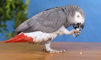Papagaj se posle 4 godine vratio kući i sada priča španski