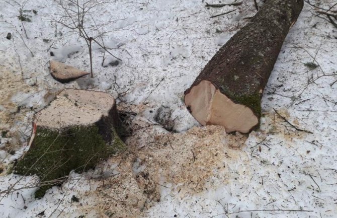 Šljivančanin podnio krivičnu prijavu zbog posječenih stabala u NP 