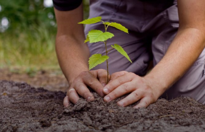 Da bismo imali drvo - posadi sadnicu prvo