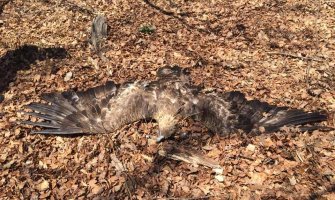 Pronađen otrovan par surih orlova,  veliki gubitak za prirodu Crne Gore