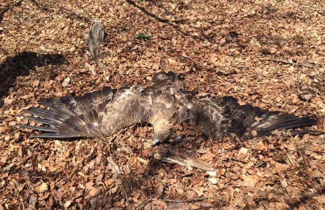 Pronađen otrovan par surih orlova,  veliki gubitak za prirodu Crne Gore