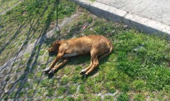Uznemirujuće fotografije: Otrovani psi na Marezi, nerijetko nastradaju i domaće životinje