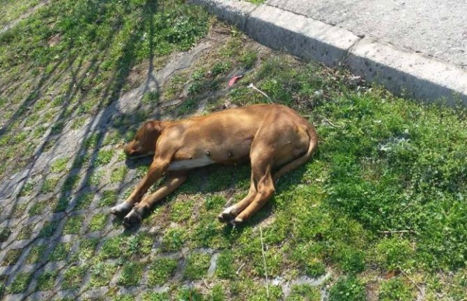 Uznemirujuće fotografije: Otrovani psi na Marezi, nerijetko nastradaju i domaće životinje