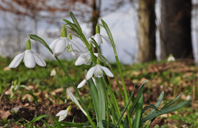 Danas suvo i vjetrovito, temperatura do 19 stepeni