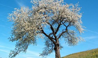 Danas sunčano, temperatura do 22 stepena