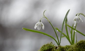 Danas oblačno sa kišom, do 21 stepen