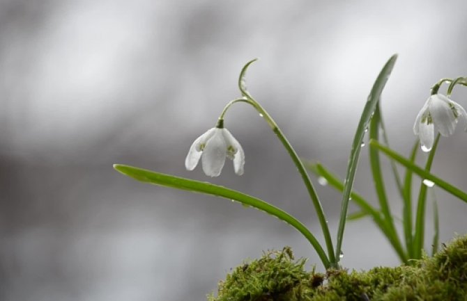 Danas oblačno sa kišom, do 21 stepen