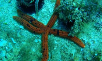 Green Home:  Katič što prije proglasiti za prvo zaštićeno područje u moru 