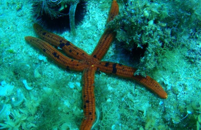 Green Home:  Katič što prije proglasiti za prvo zaštićeno područje u moru 