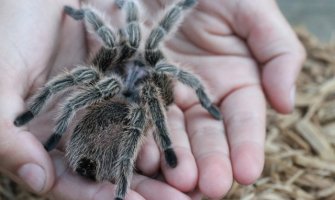 Carina na Filipinima u kutijama od biskvita pronašla tarantule