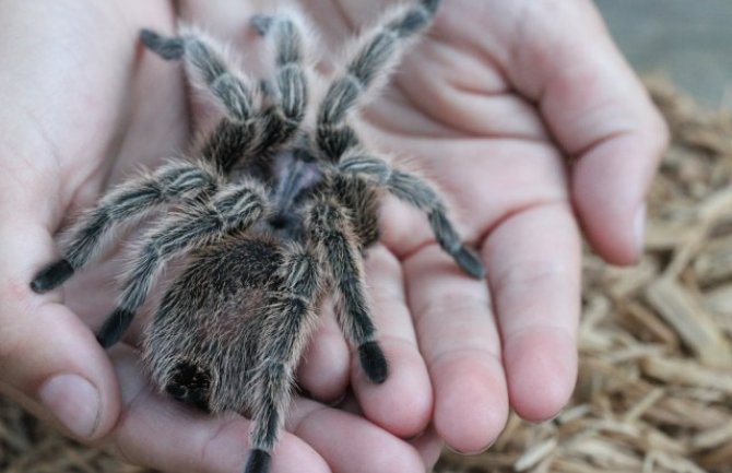 Carina na Filipinima u kutijama od biskvita pronašla tarantule