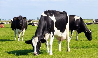 Veterinarske službe počele vakcinaciju goveda i ovaca protiv bolesti plavog jezika