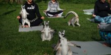 Hit u hotelu u Engleskoj:  Lemuri odlični partneri za jogu (FOTO)