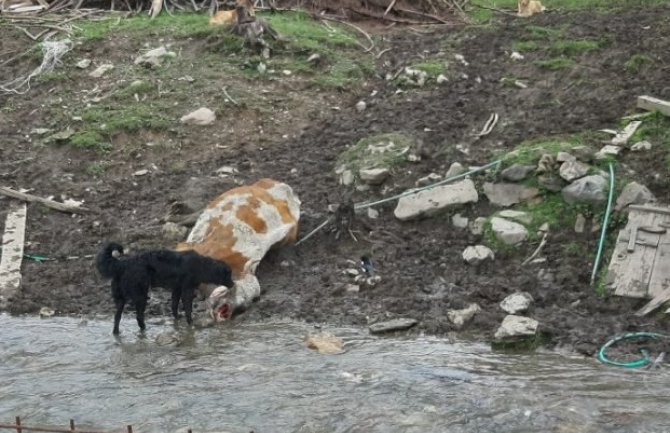 BP: Uginula krava u dvorištu kuće pored rijeke, mještani strahuju od zaraze