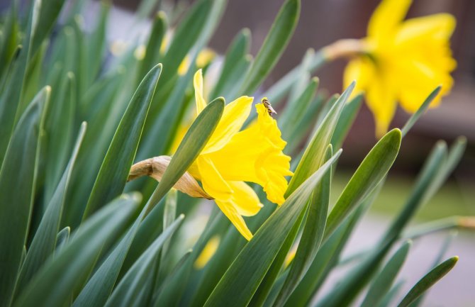 Sunčano sa vjetrom i ponegdje kišom, do 24 stepena
