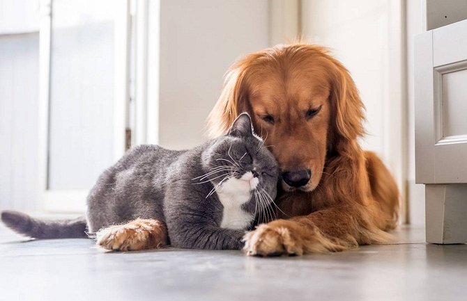 LP: Iniciraćemo gradnju groblja za kućne ljubimce 