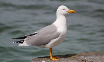 Promjenljivo i nestabilno, do 23 stepena