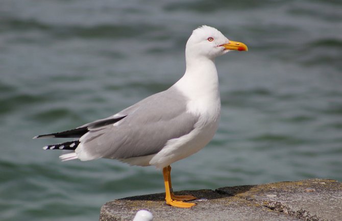 Promjenljivo i nestabilno, do 23 stepena