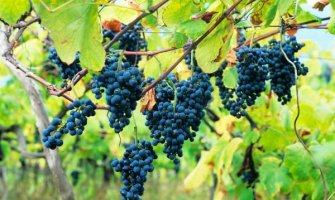 Crnogorsko vino osvaja inostrana tržišta, izvozi se u čak 42 zemlje