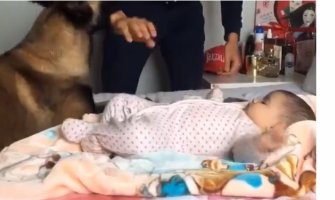 Pravio se da tuče bebu, ali onda je u sobu ušao pas i evo kako je reagovao(VIDEO)