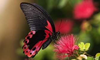 Kiša i pljuskovi, krajem dana razvedravanje