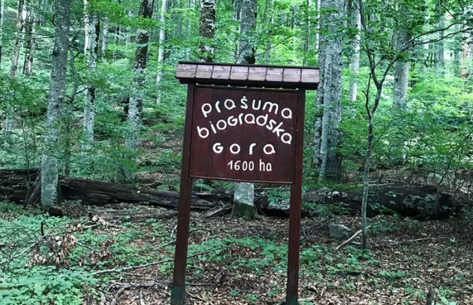 NP Biogradska gora zatvoren za posjetioce zbog nevremena