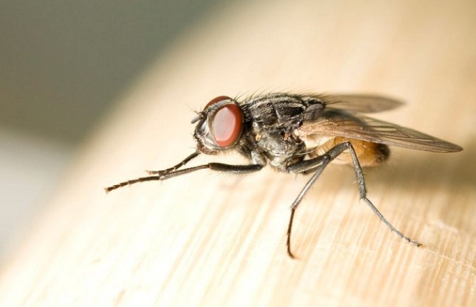 Bliži se ljeto i insekti kreću u akciju: Evo kako da se izborite sa njima