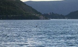 Perast: Ponovo upucali kokota suprotno zabrani