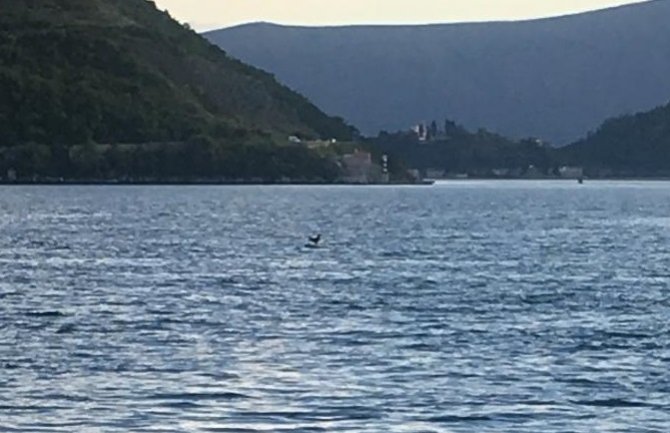 Perast: Ponovo upucali kokota suprotno zabrani
