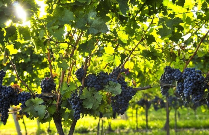 Gubitak 28 odsto veći