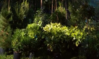 Akcija nabavke novih sadnica za Veliki gradski park u Tivtu: Prikupljeno 4.310 € i sadnice vrijendosti od oko 600 €