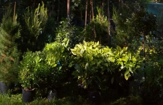 Akcija nabavke novih sadnica za Veliki gradski park u Tivtu: Prikupljeno 4.310 € i sadnice vrijendosti od oko 600 €