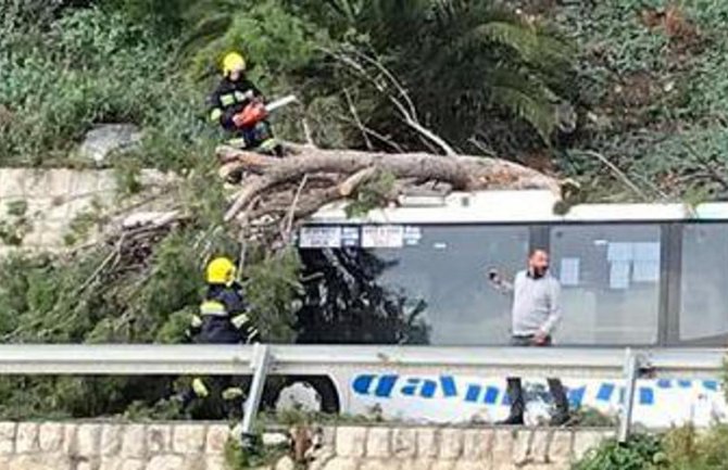 Drvo palo na autobus tokom vožnje, pogledajte sjajnu reakciju vozača (VIDEO)