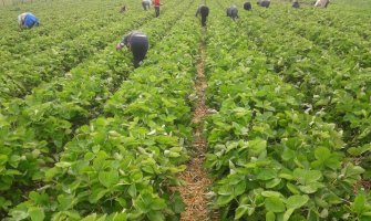 Omerovići svojim trudom i radom do bogatog roda jagoda