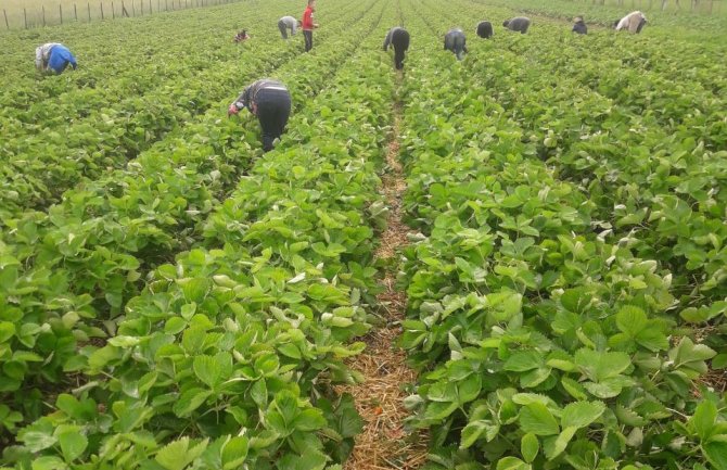 Omerovići svojim trudom i radom do bogatog roda jagoda