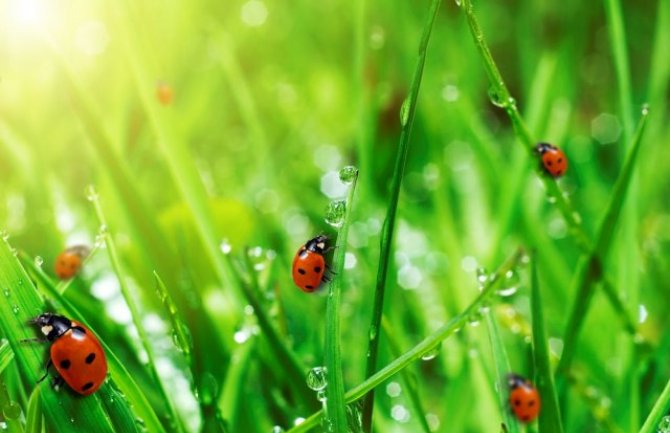 Meteorološka služba registrovala oblak bubamara širok 129 kilometara (VIDEO)