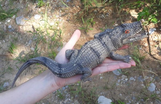 U strahu su velike oči: 